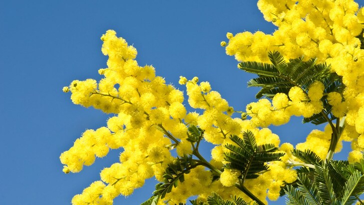 Giornata internazionale della Donna