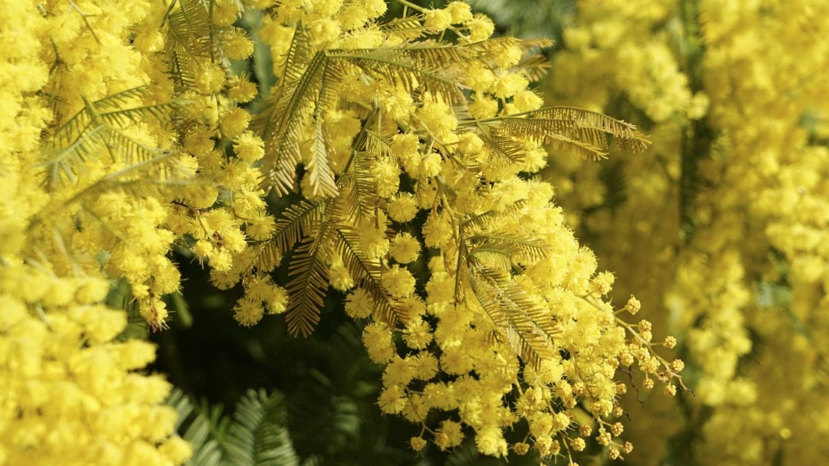 Mimosa festa delle donne