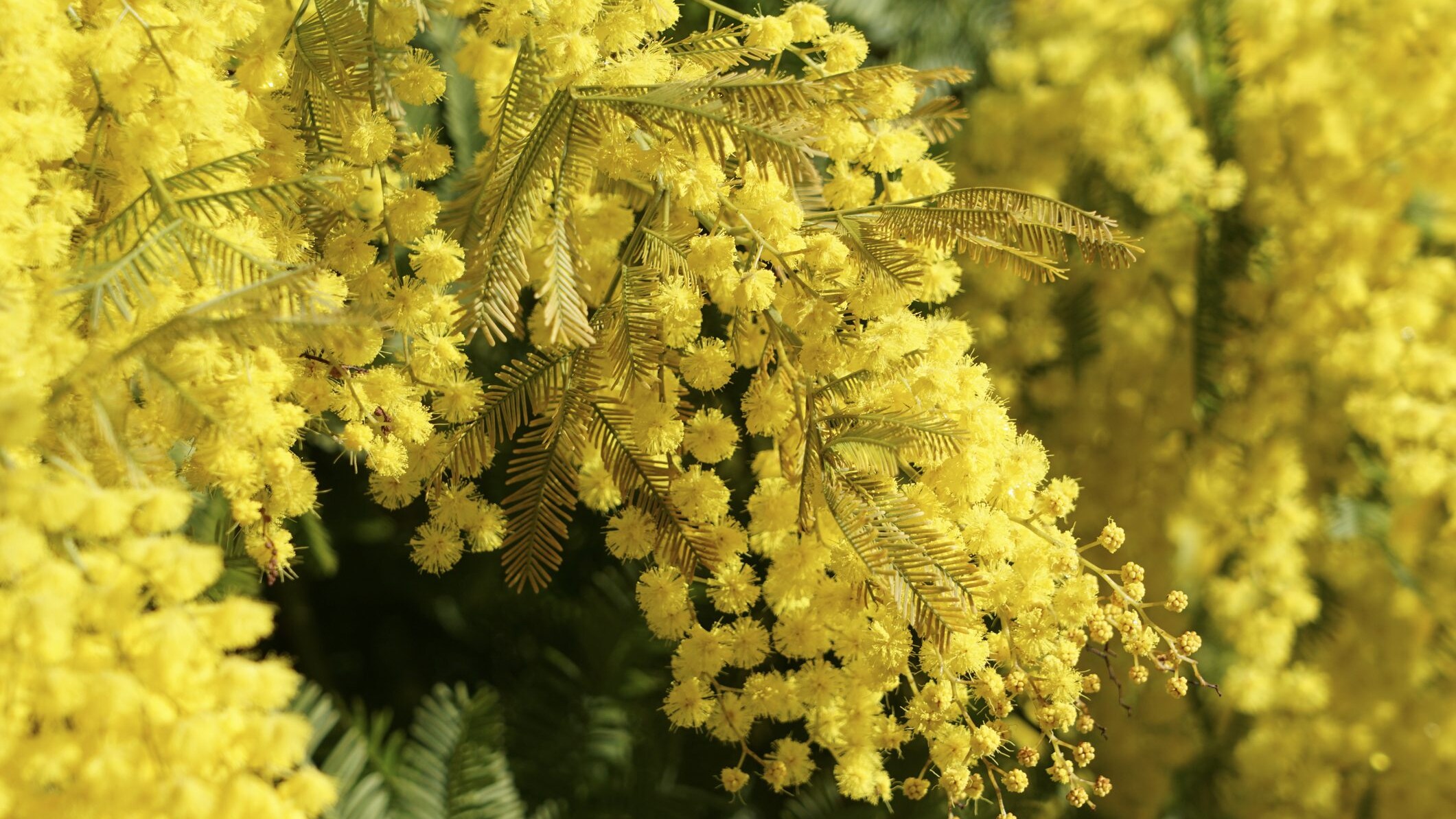 Mimosa festa delle donne