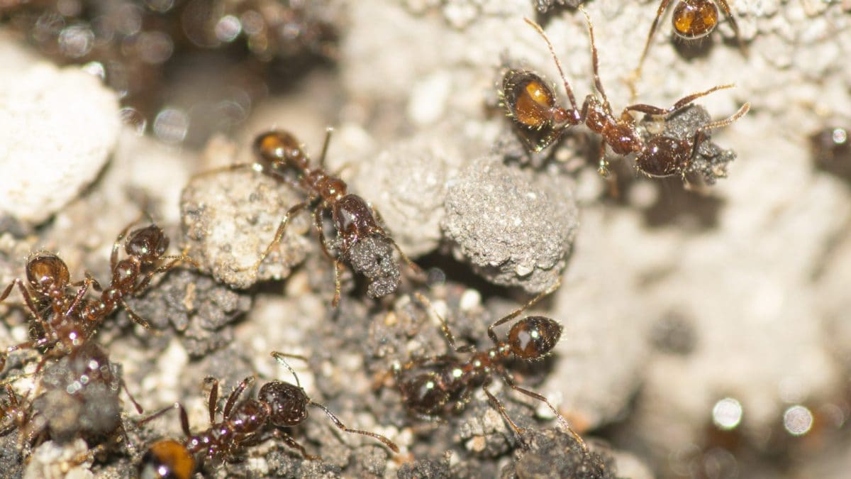 Nido formiche argentine