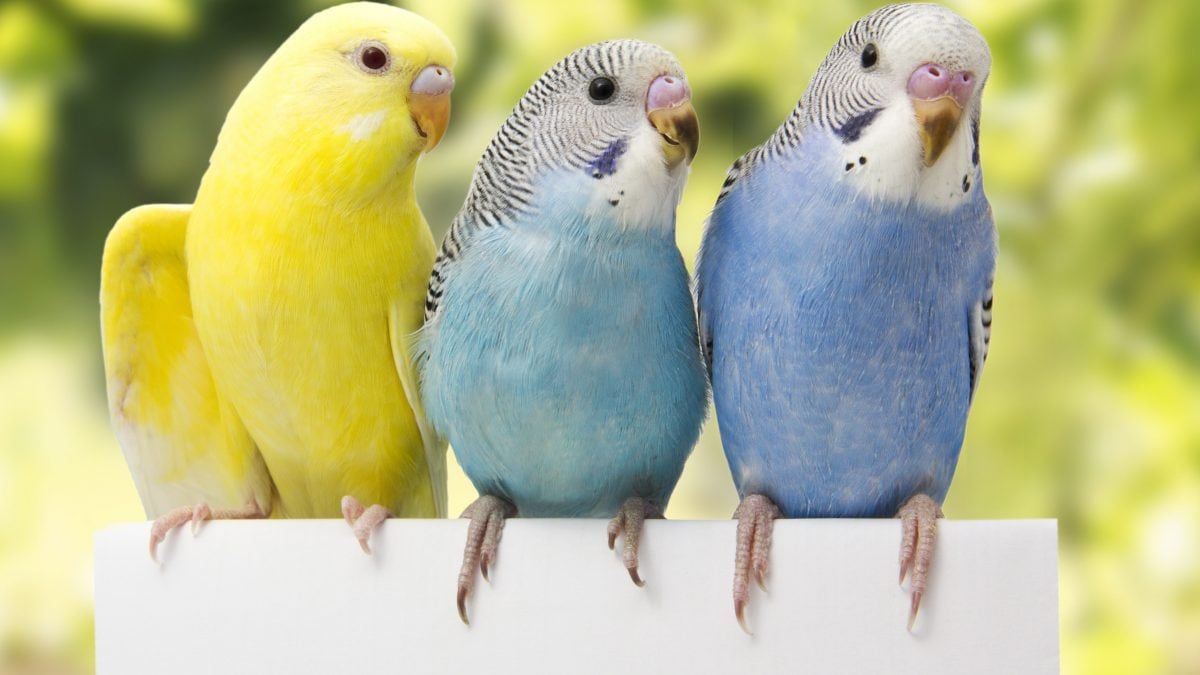 Pappagalli linguaggio cervello