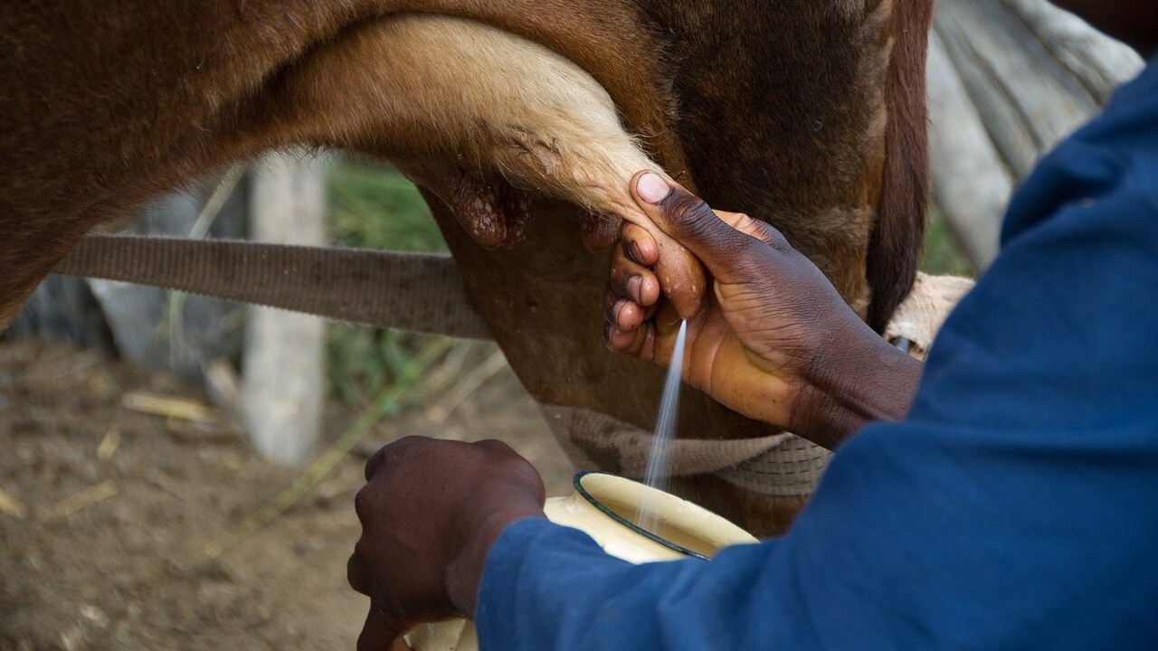 mungitura