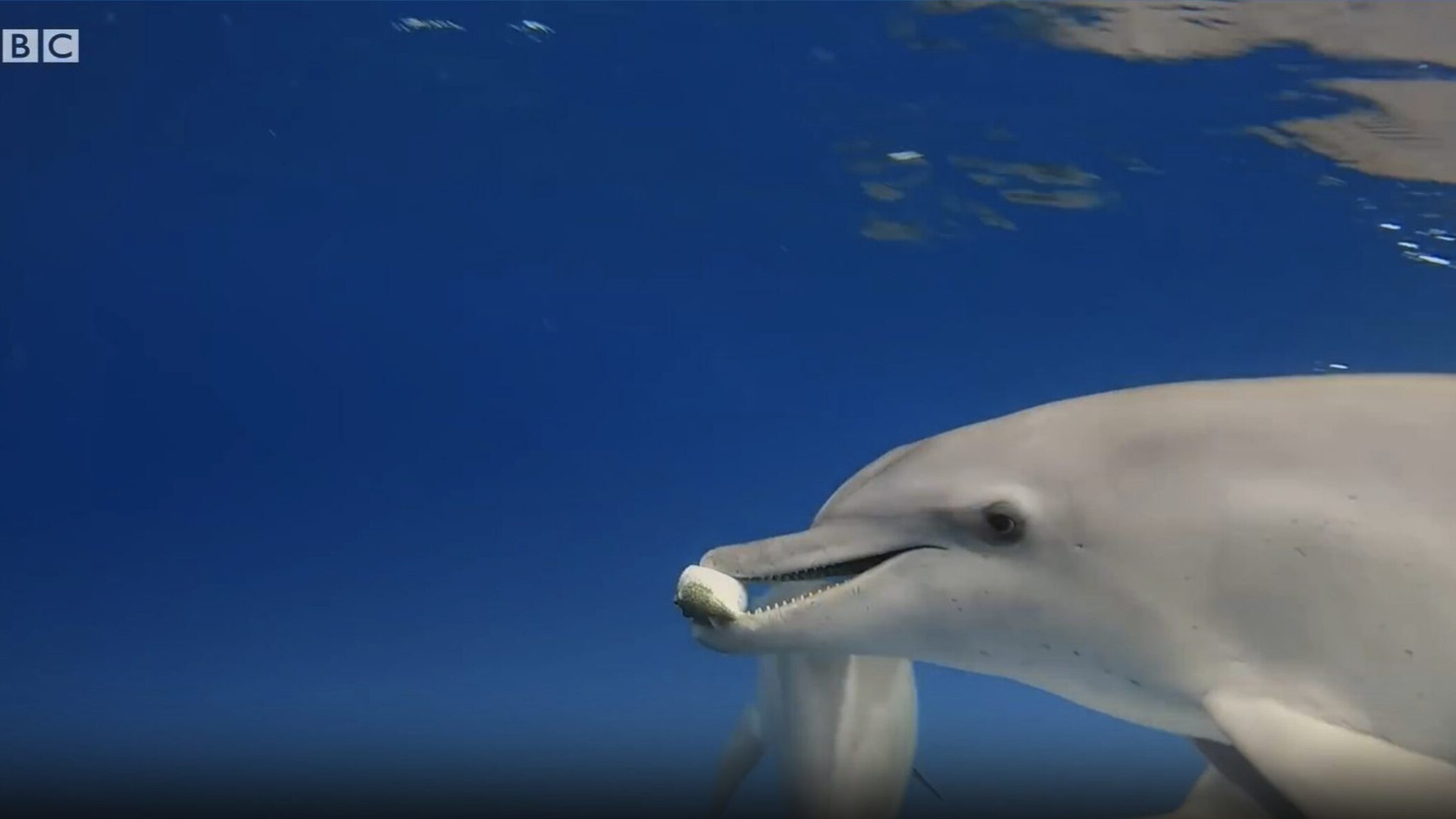 delfini pesci palla
