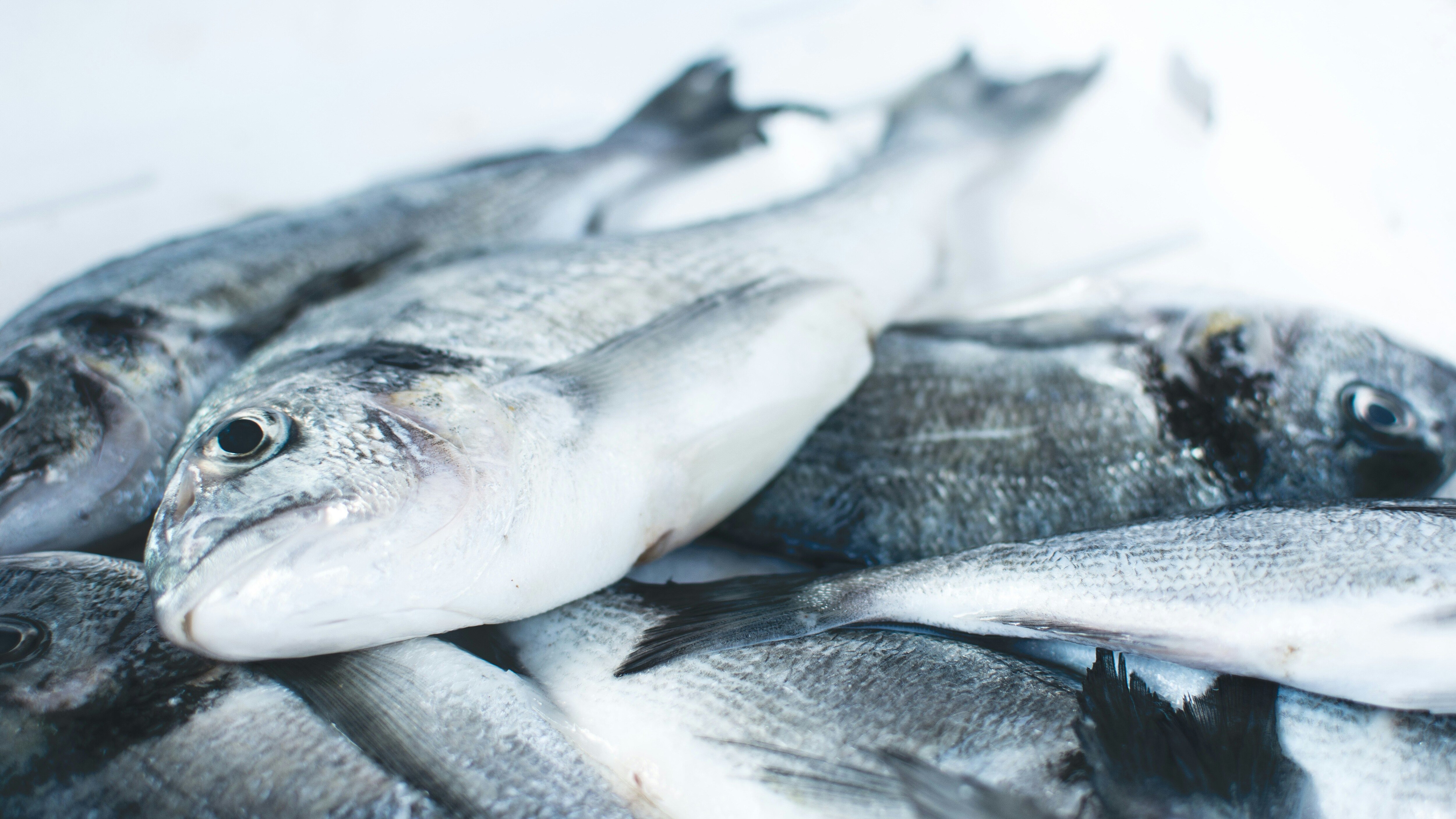 puzza di pesce