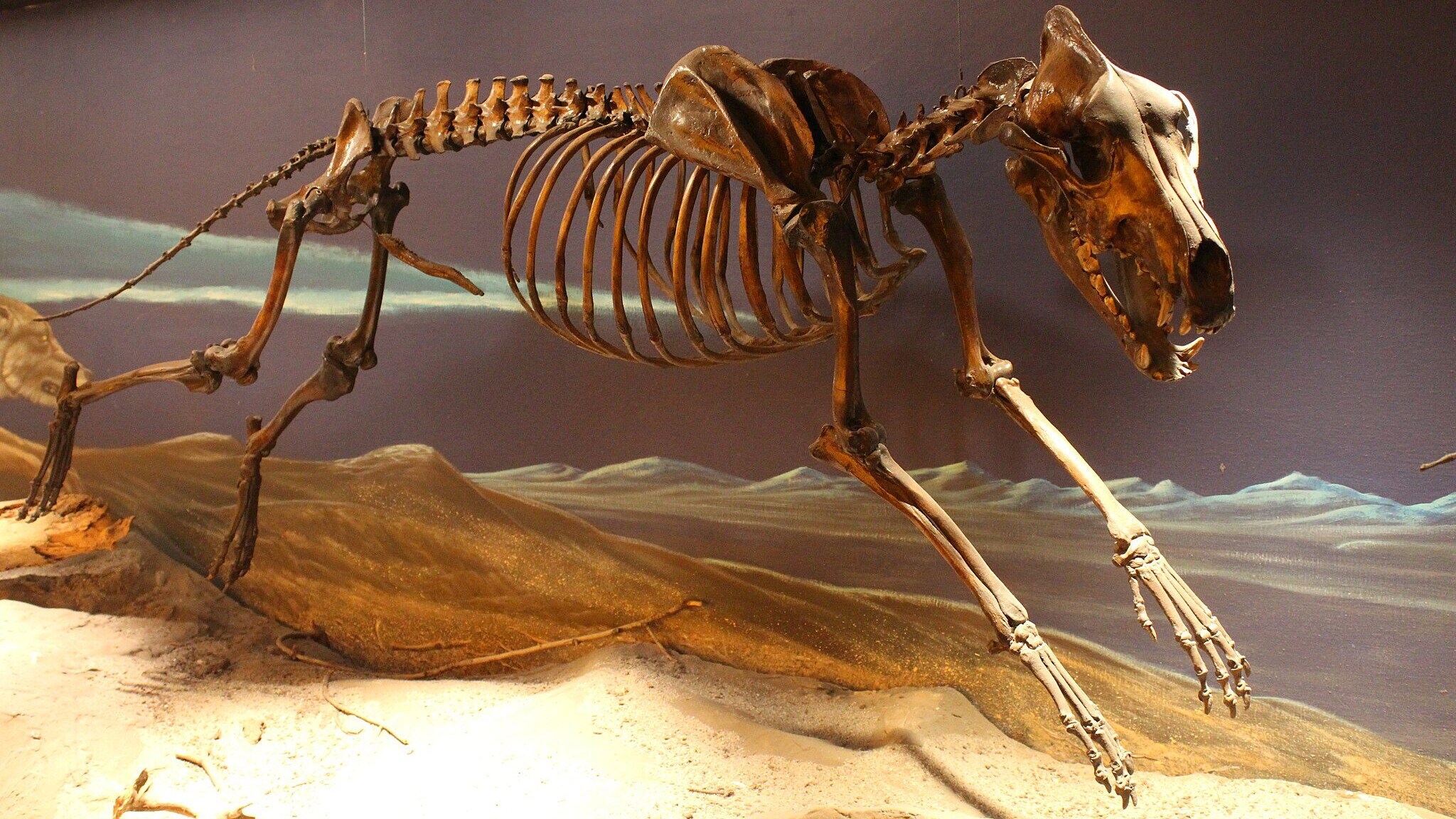 Aenocyon_dirus