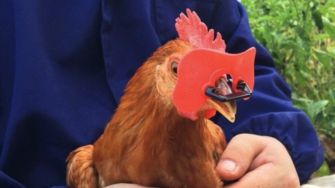 occhiali galline