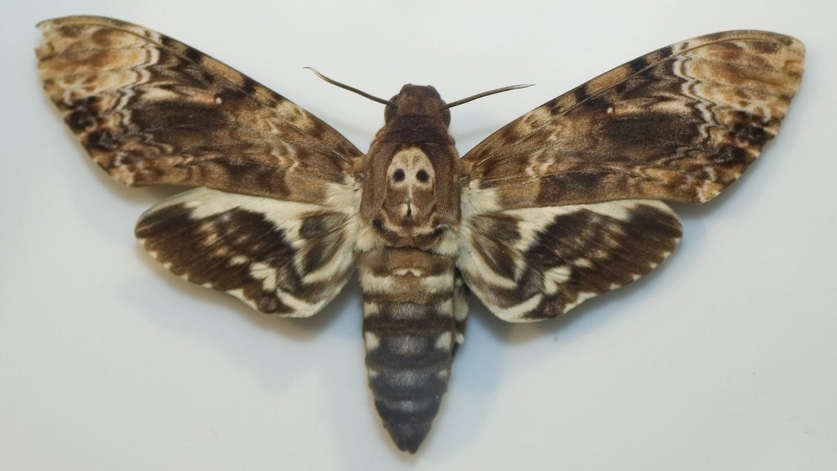 Sfinge di morto falena acherontia atropos