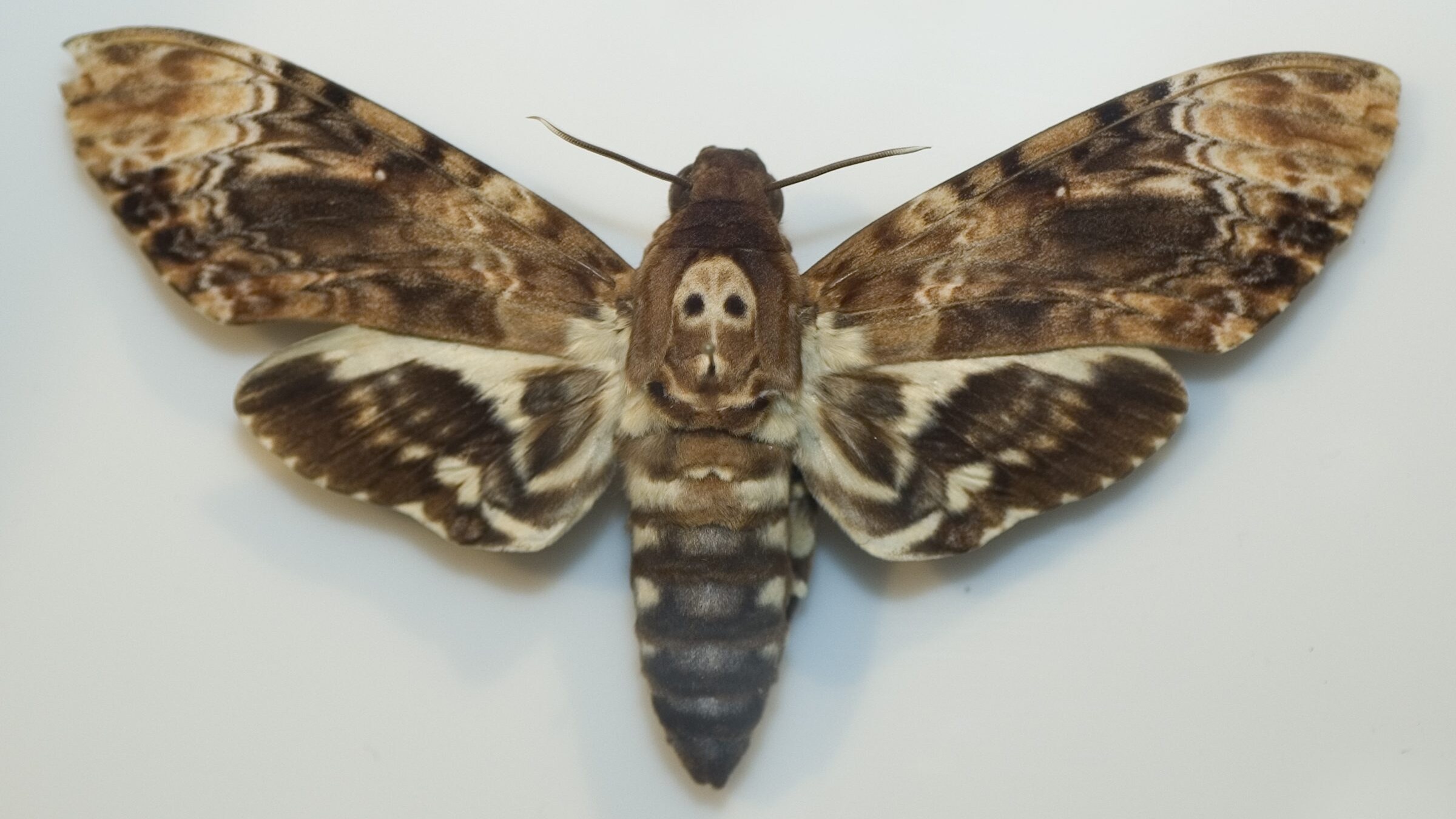 Sfinge di morto falena acherontia atropos