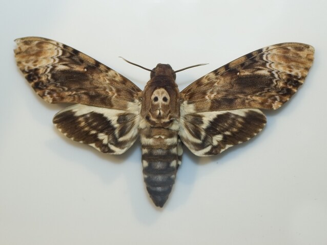 Sfinge di morto falena acherontia atropos