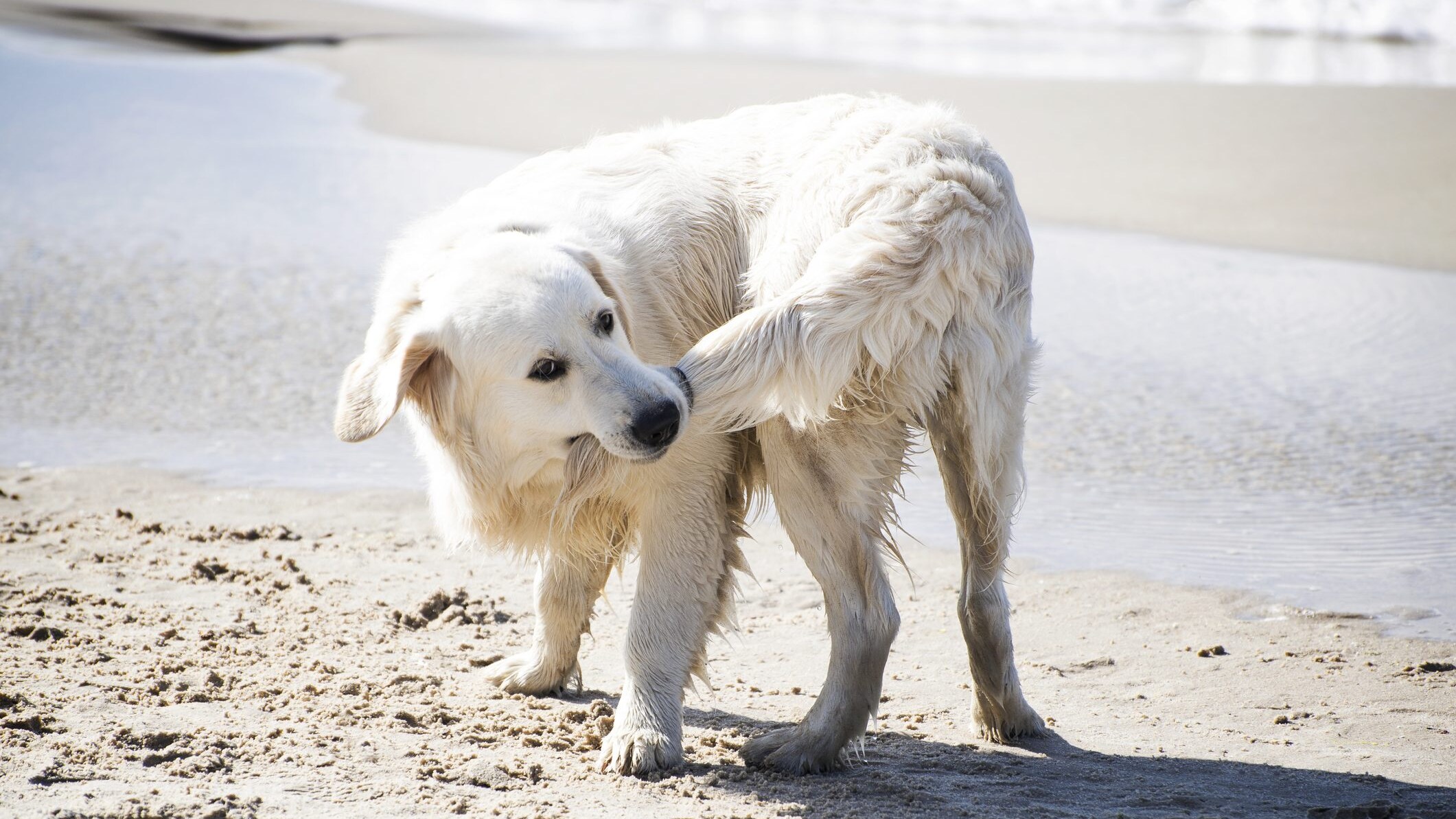 cani si mordono la coda