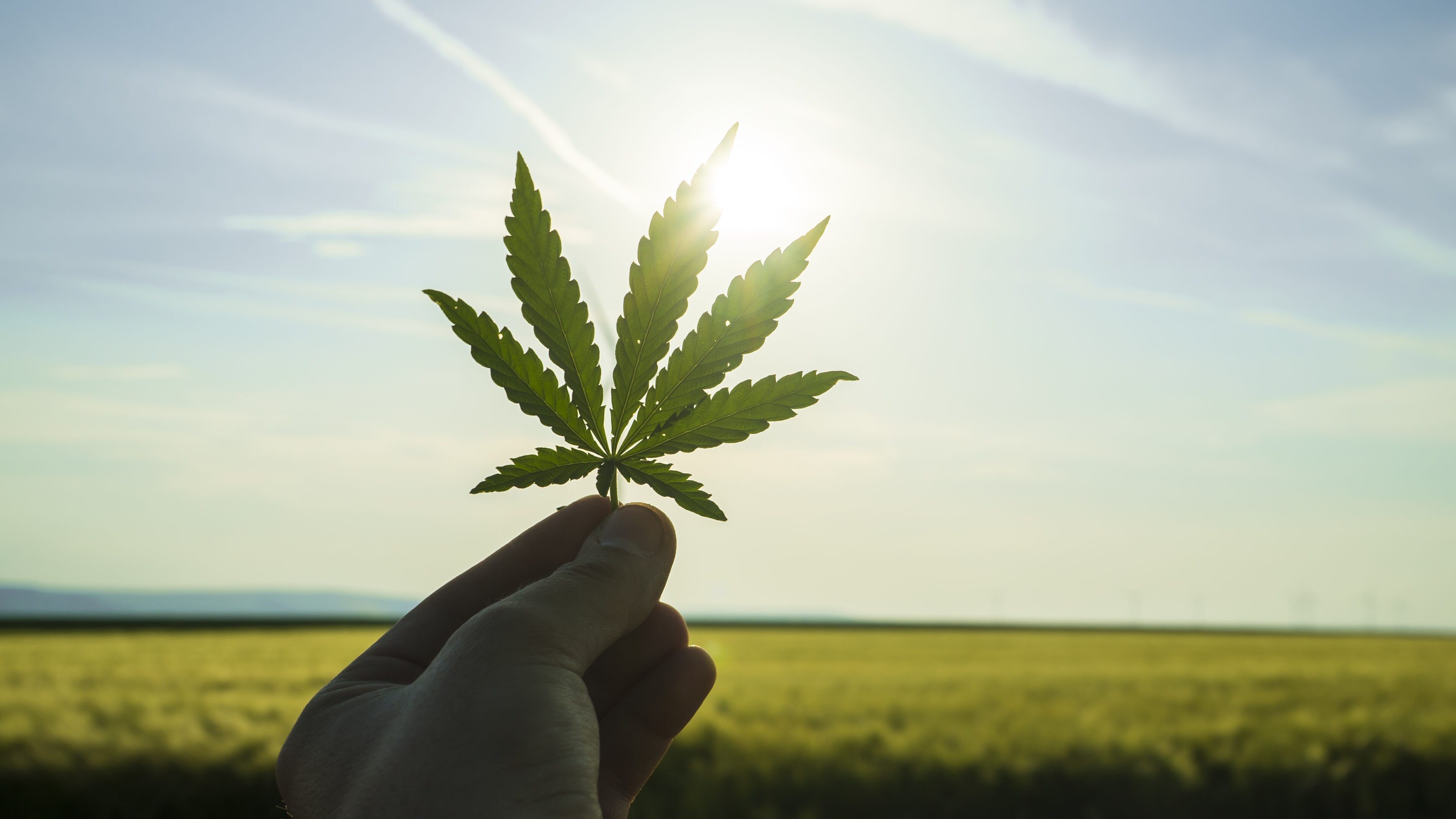 cannabis