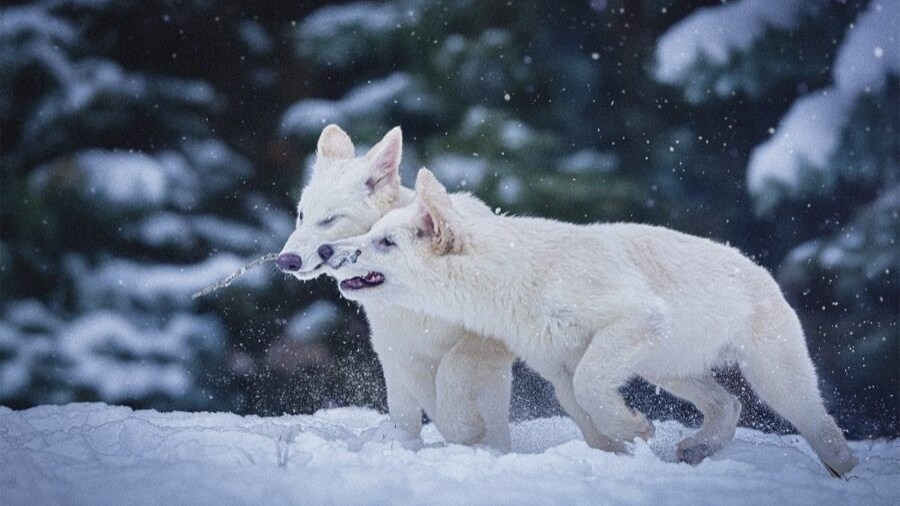 Immagine