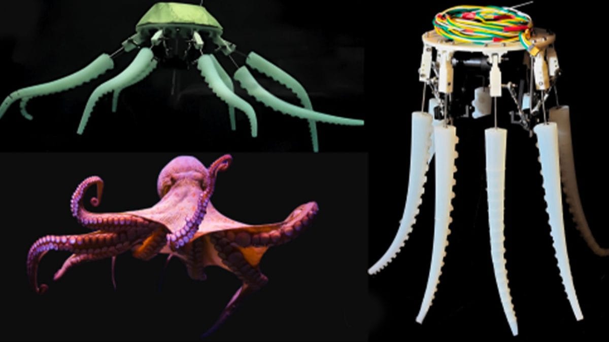 octopus robot