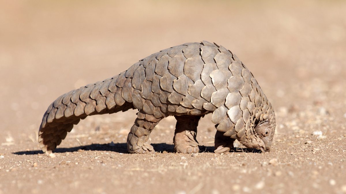 pangolino