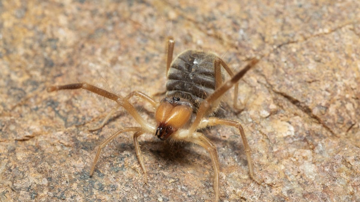 ragno cammello solifugo