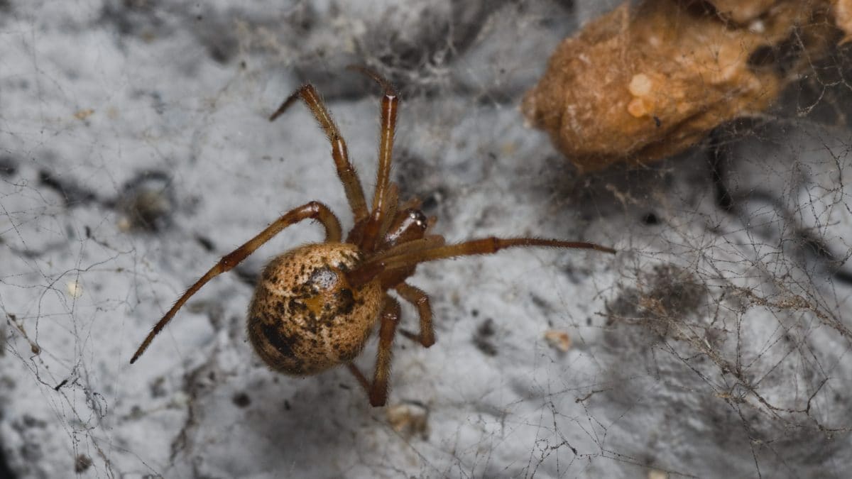 Parasteatoda_tepidariorum