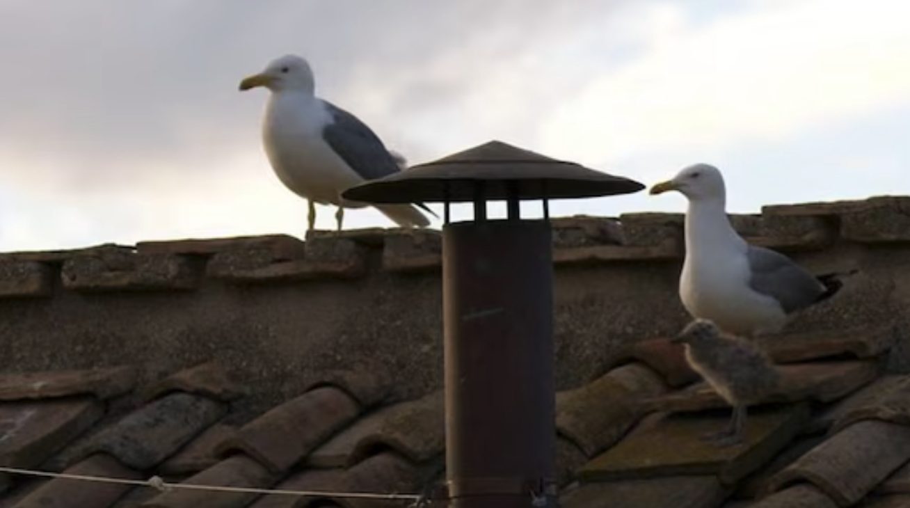 gabbiano reale monogamo