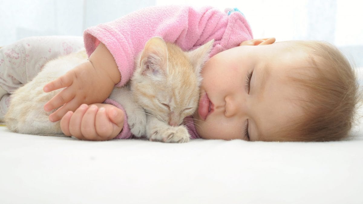 gattini, cuccioli e tenerezza