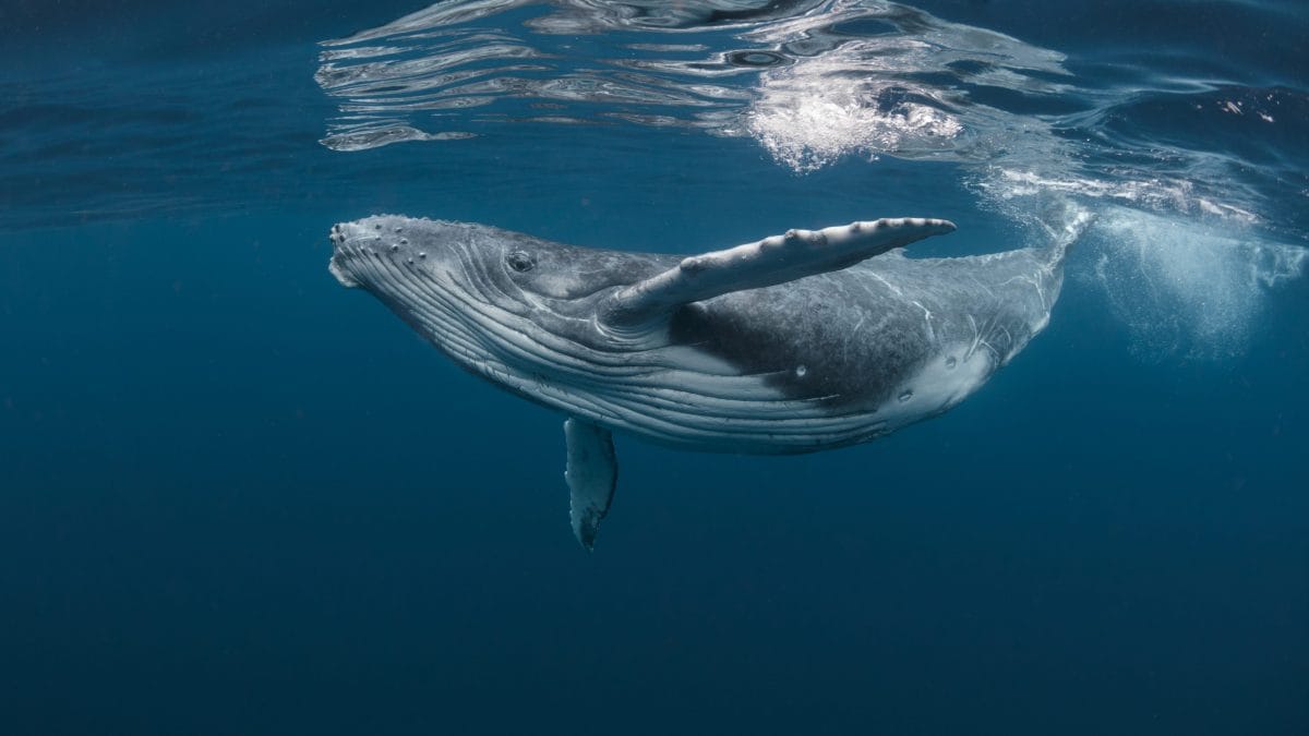 balena