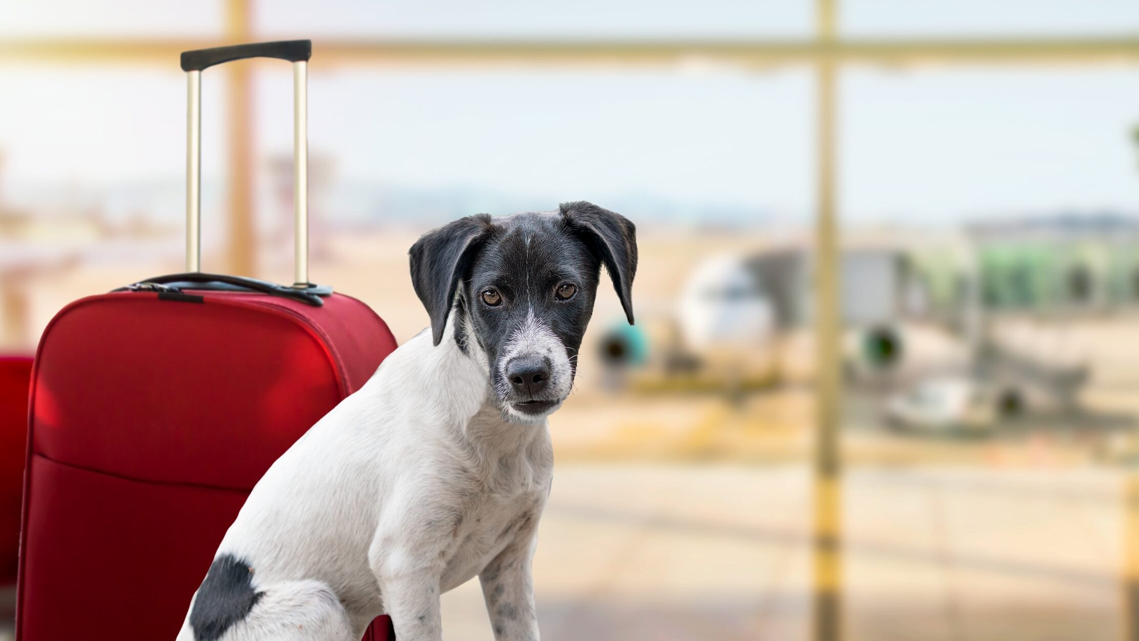 nuove regole cani gatti aereo