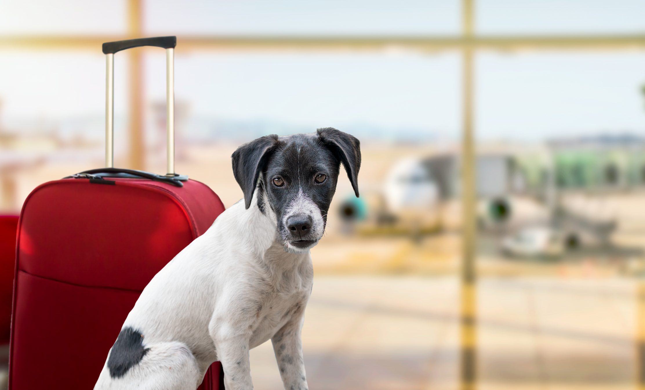 nuove regole cani gatti aereo