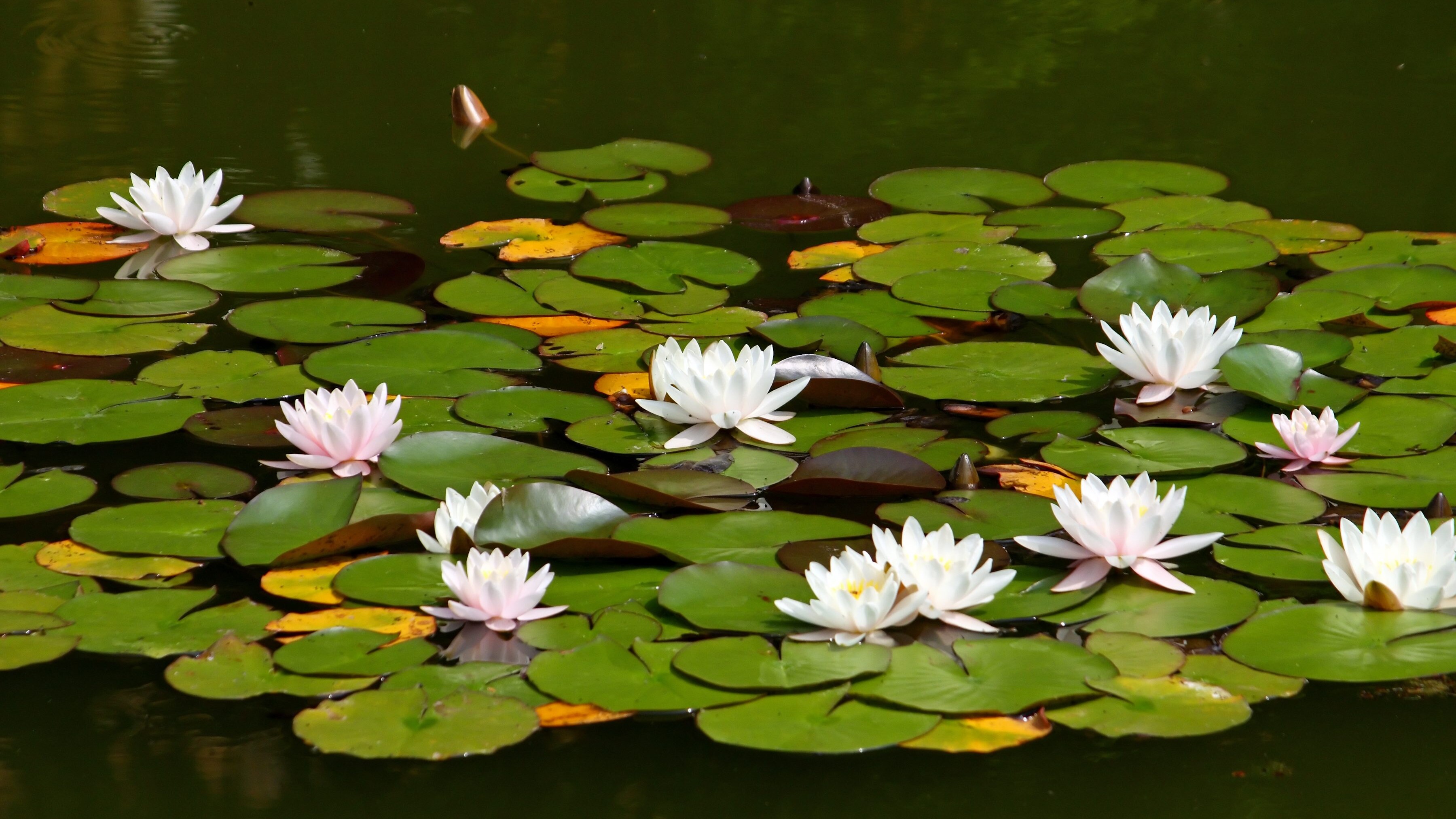 lago ninfee indovinello