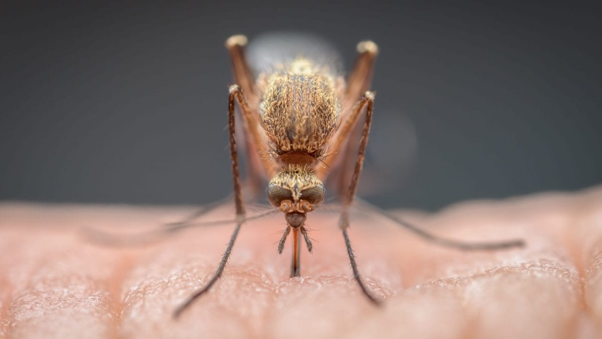 islanda senza zanzare