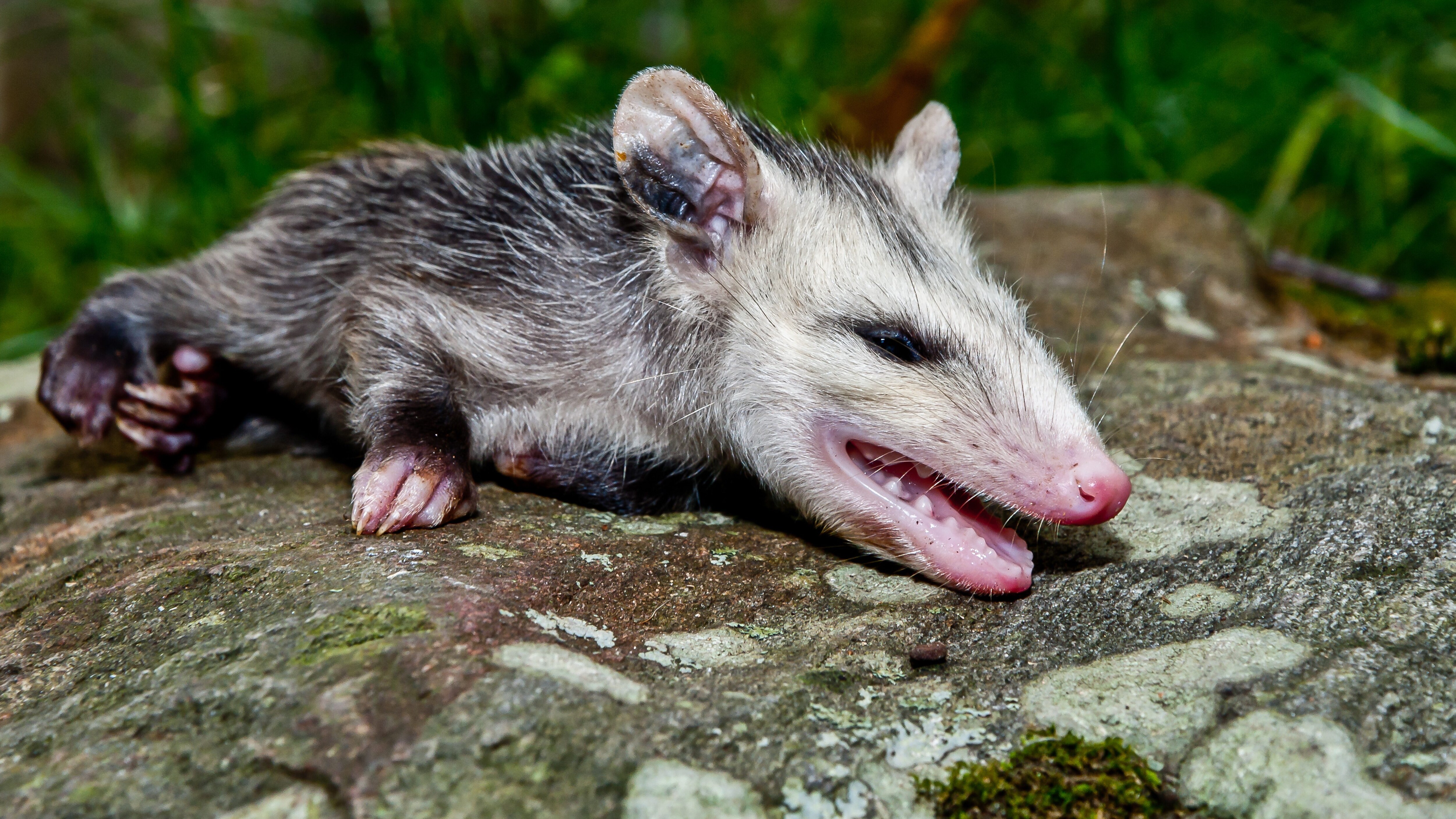 opossum animali si fingono morti