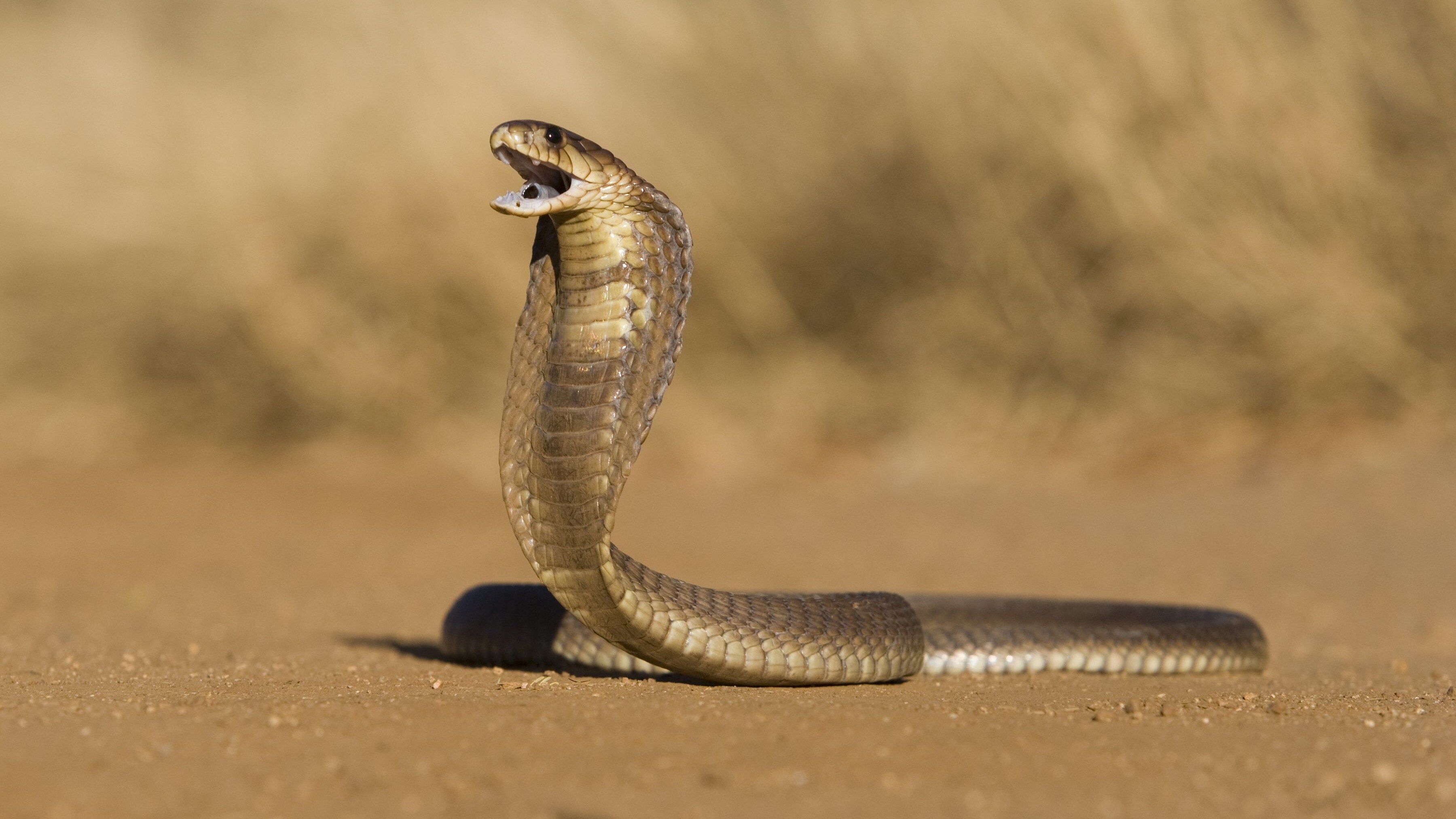 serpente