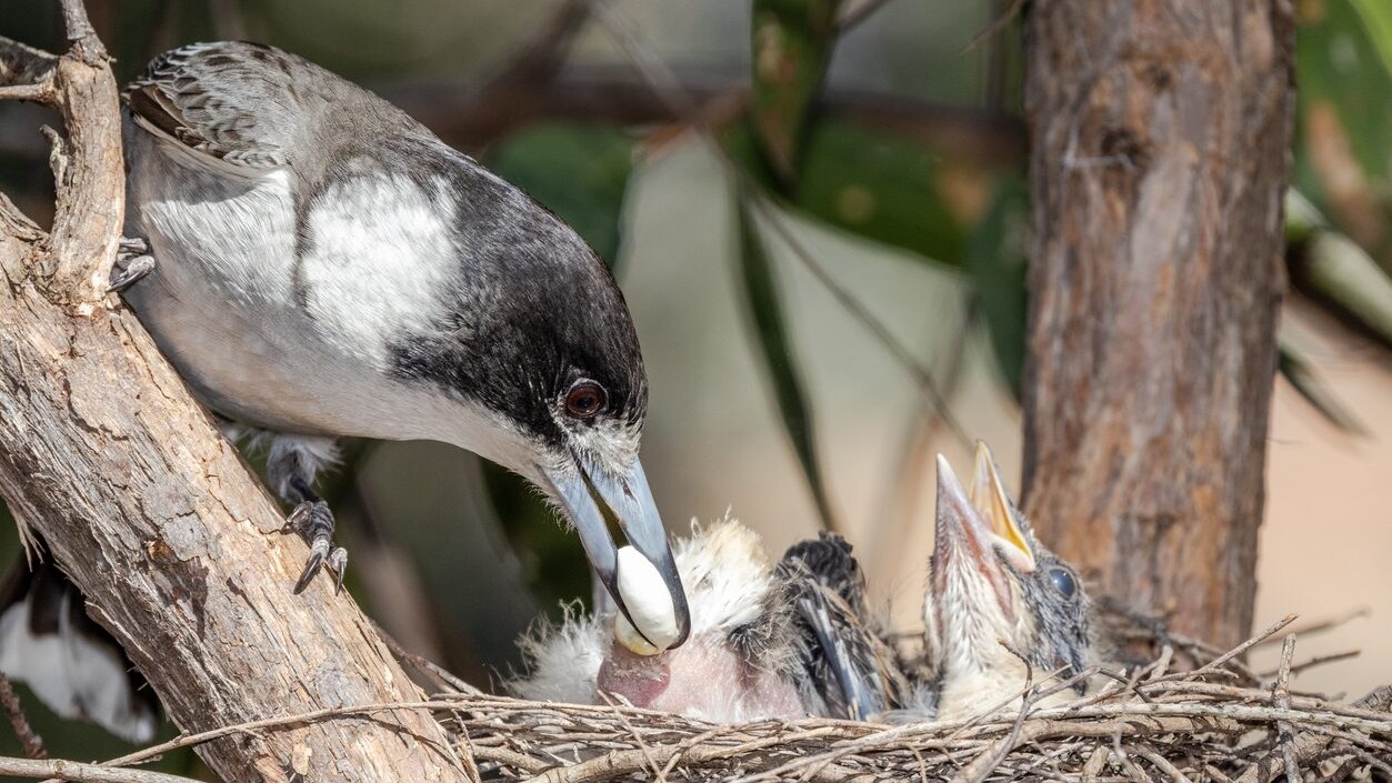 uccelli sacco fecale