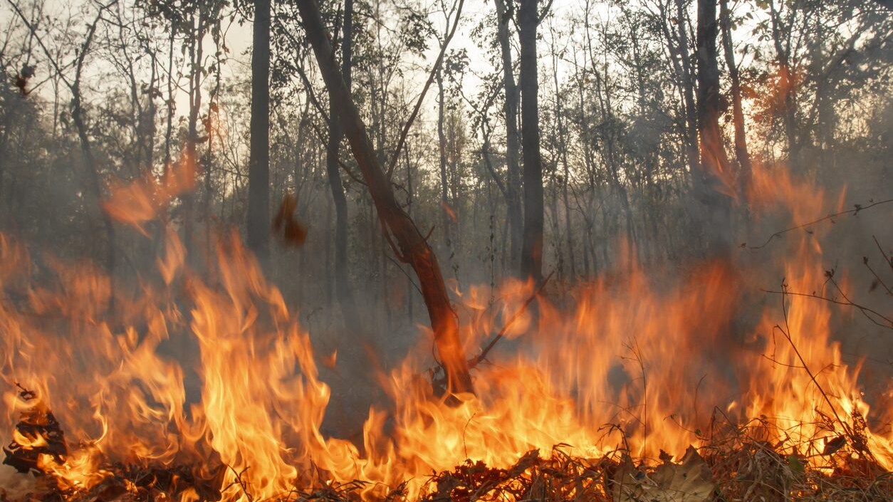 incendi chios