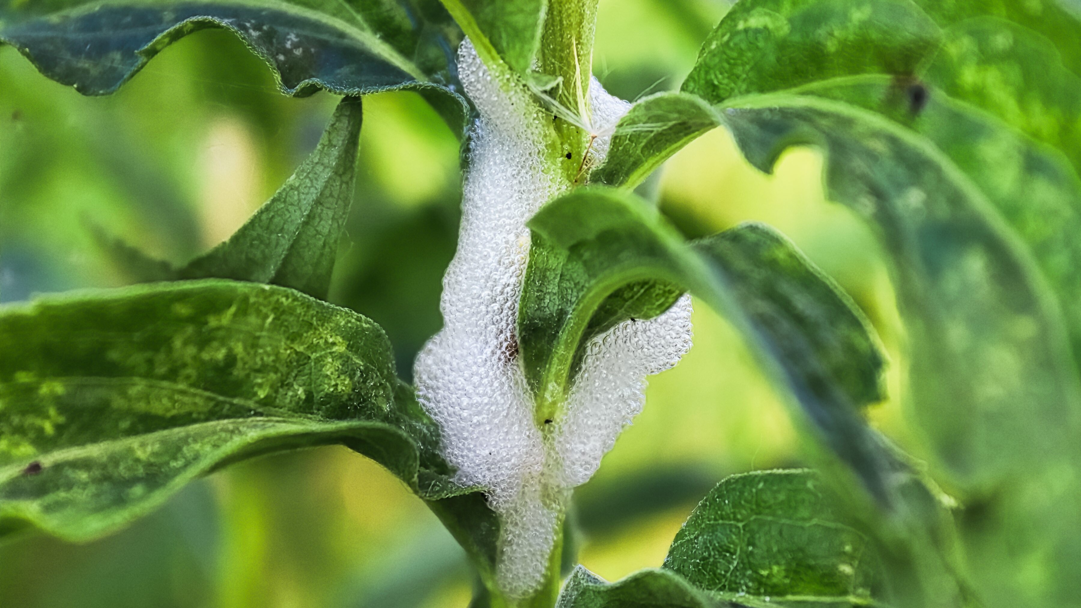 schiuma sputacchina