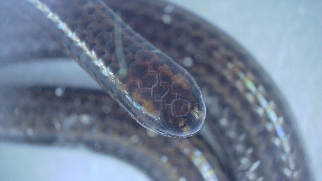 Serpente più piccolo del mondo