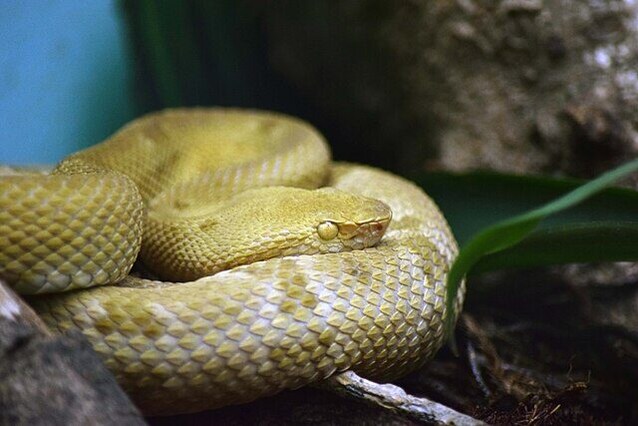 Bothrops insularis