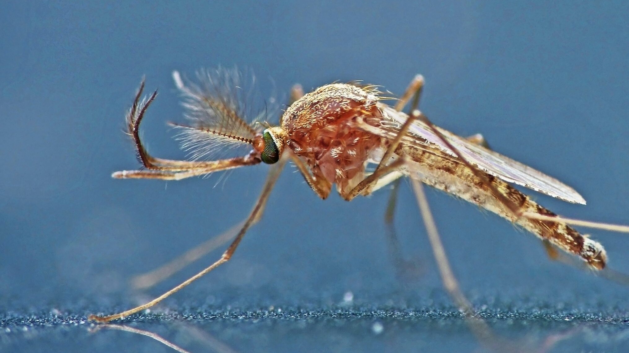 Culex_pipiens West Nile