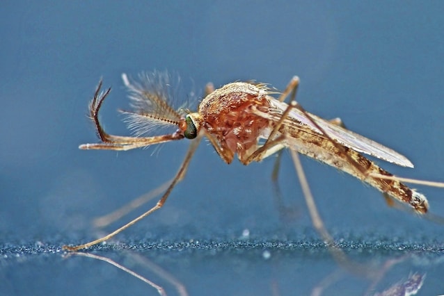 Culex_pipiens West Nile