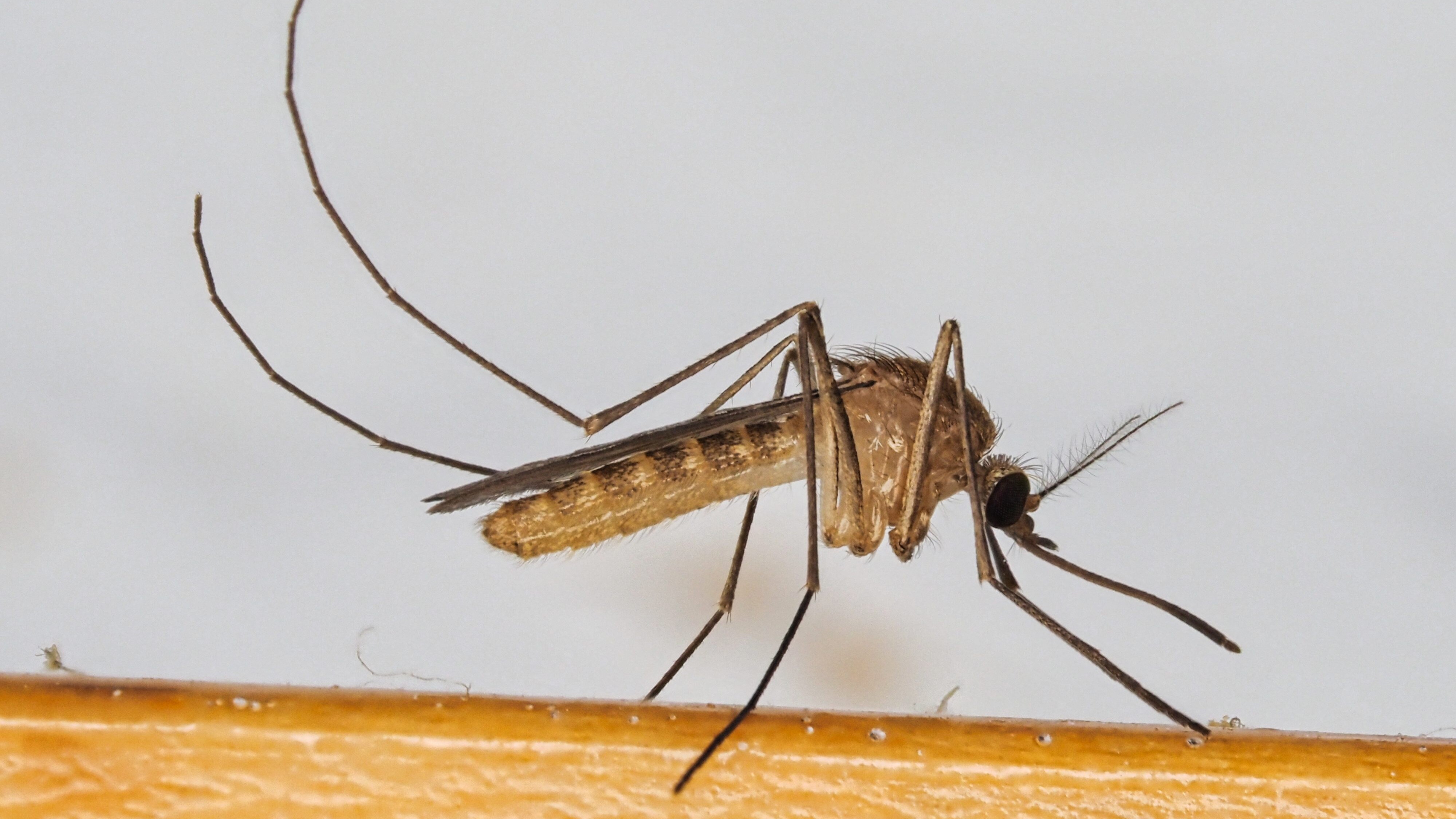 Culex_pipiens