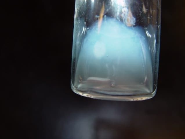 Limulo sangue blu