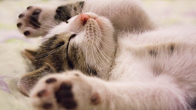 gatto dorme