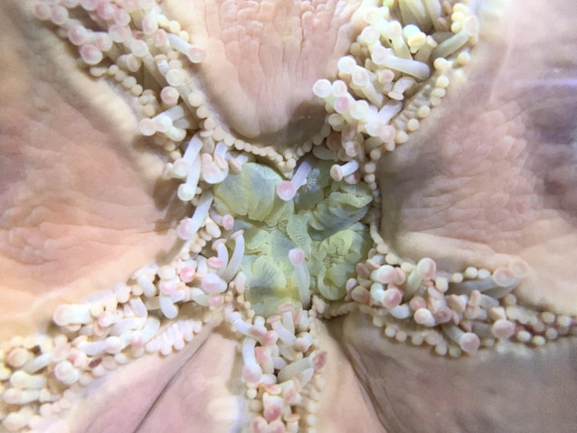 Stomaco stella marina