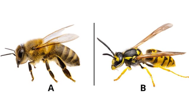 api e vespe differenze