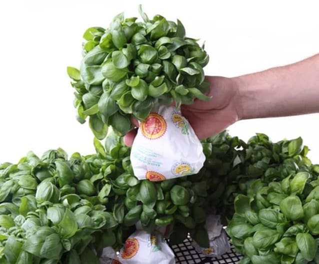 basilico genovese DOP caratteristiche