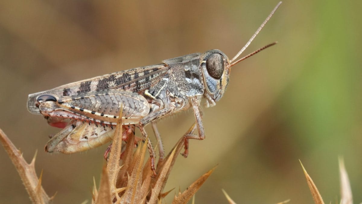 cavallette invasione emilia romagna