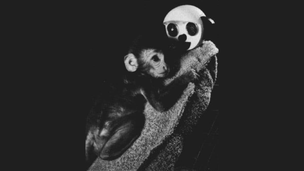 Scimmia rhesus esperiemento Harlow