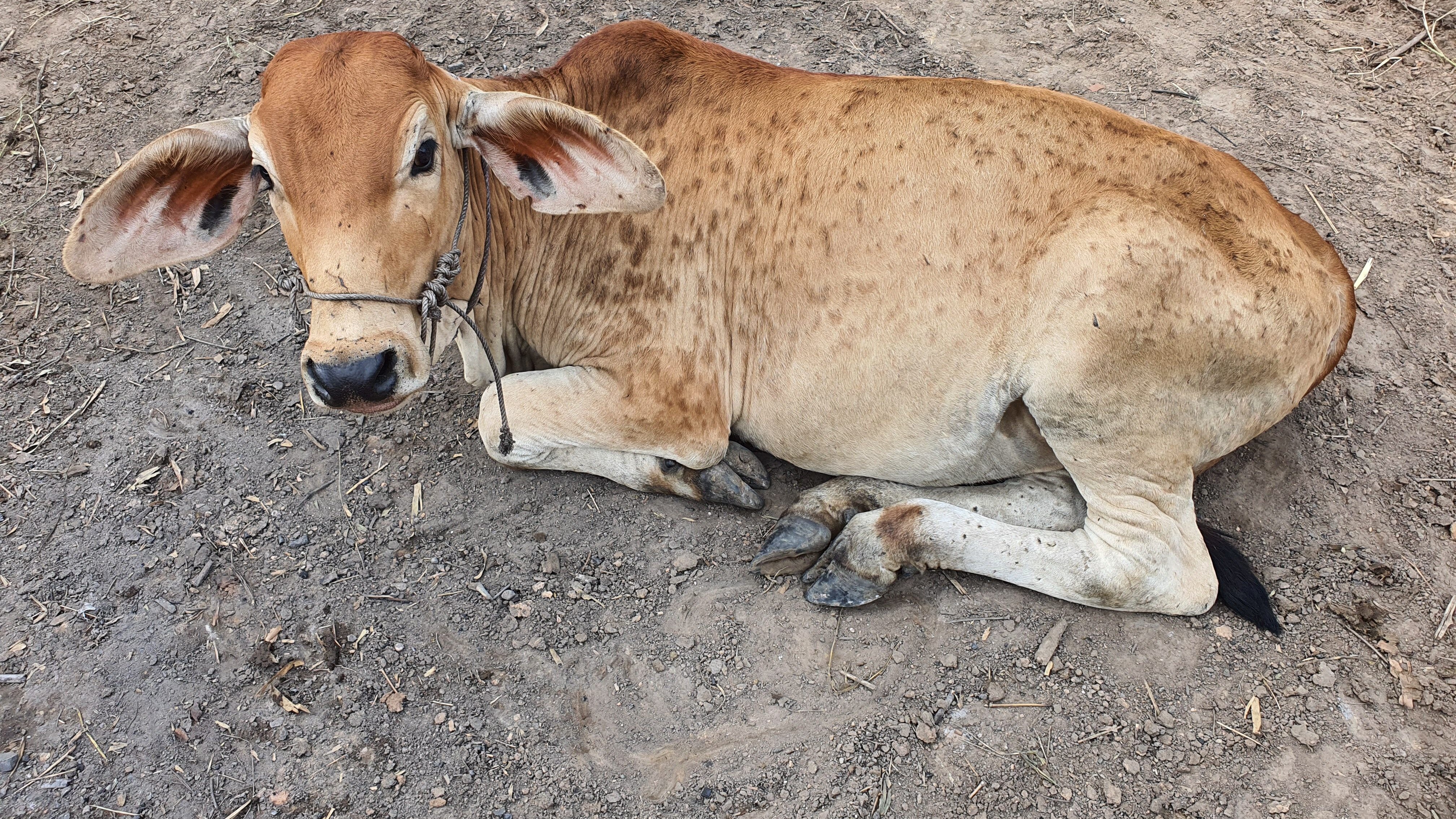 dermatite nodulare bovina