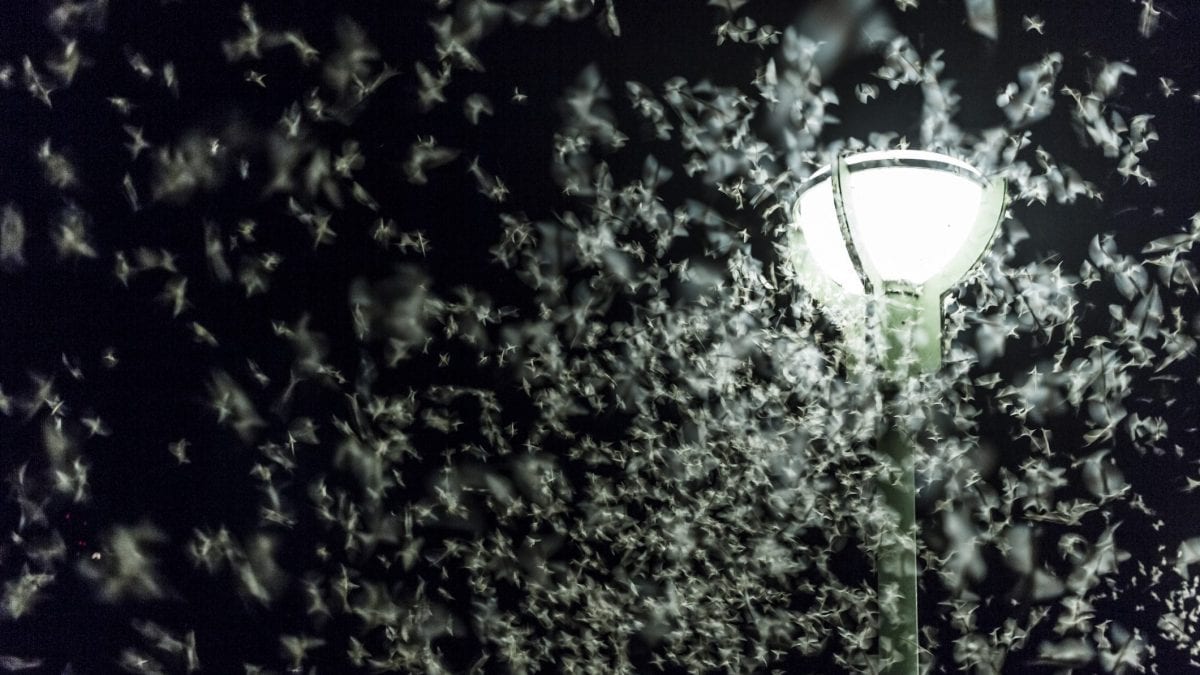 insetti attratti dalla luce