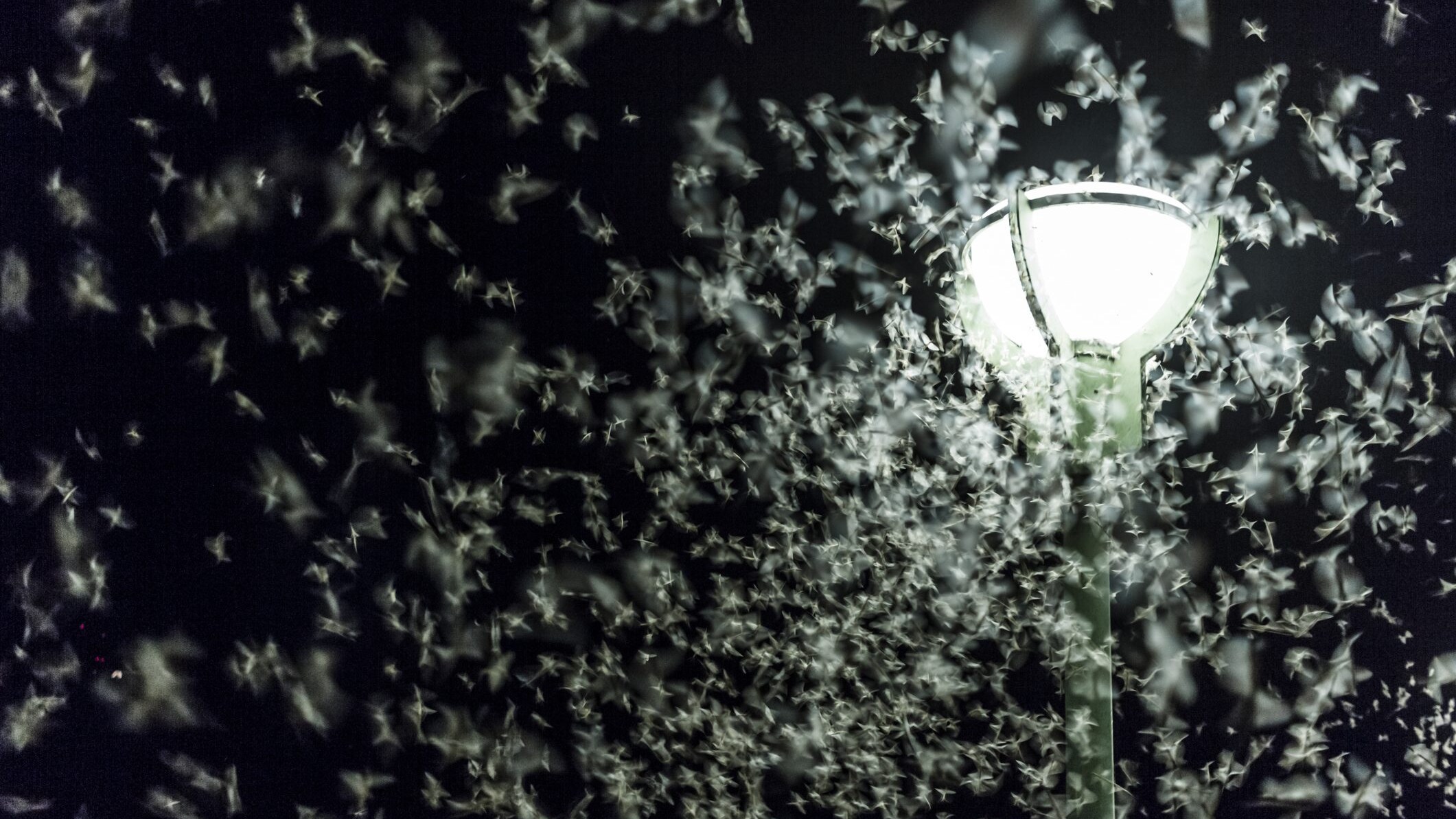 insetti attratti dalla luce