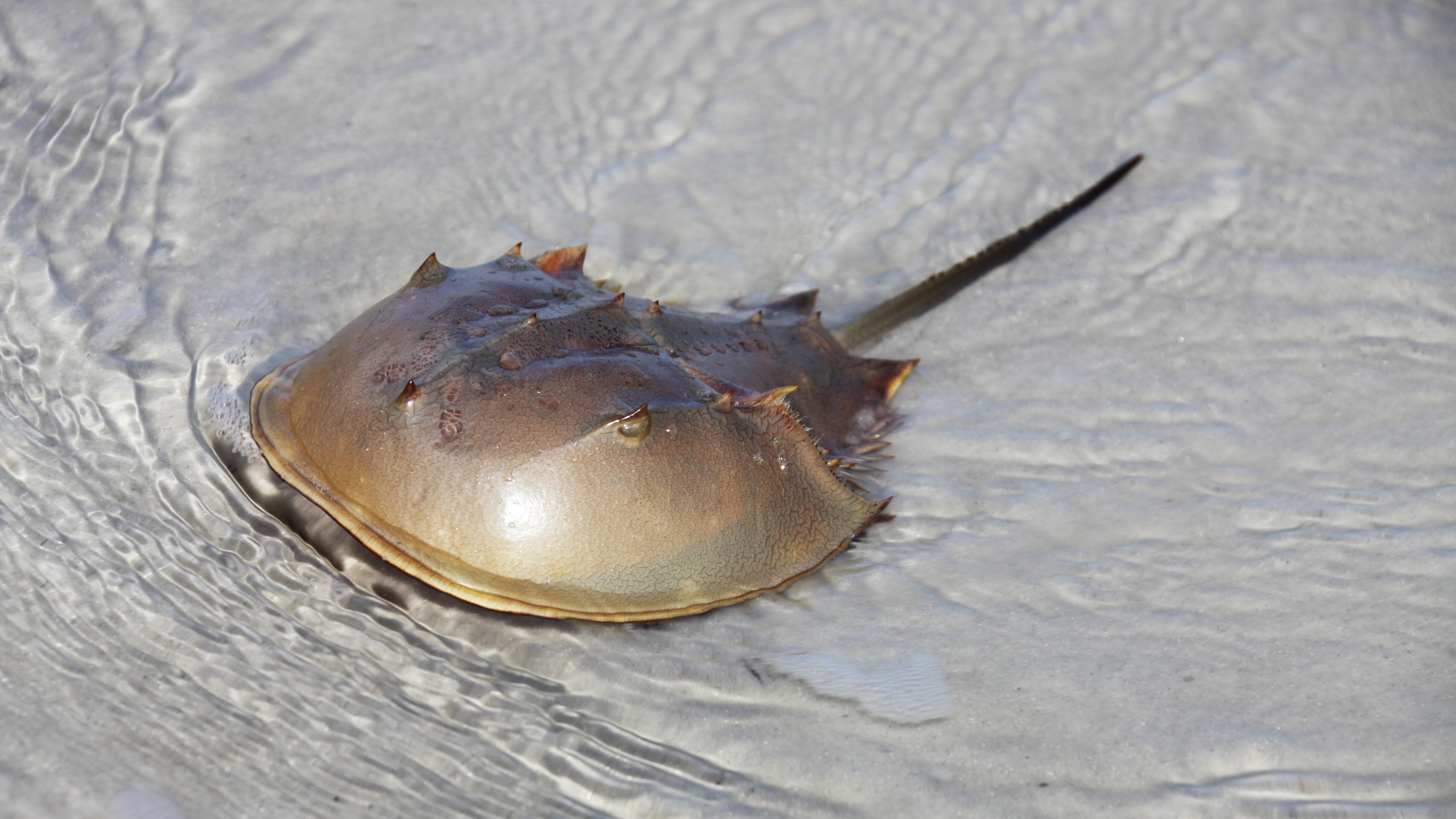 limulo crostaceo giurassico