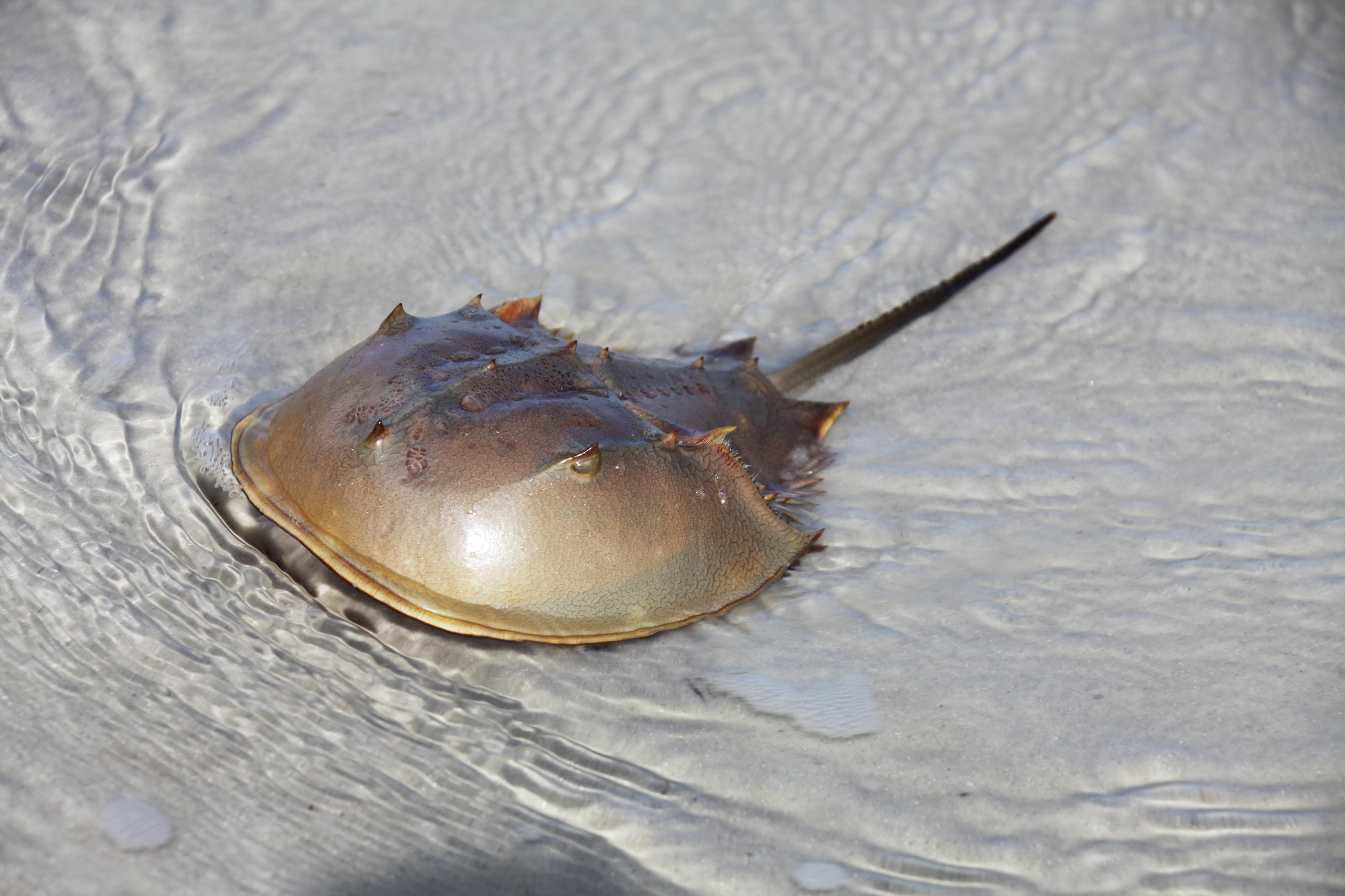 limulo crostaceo giurassico