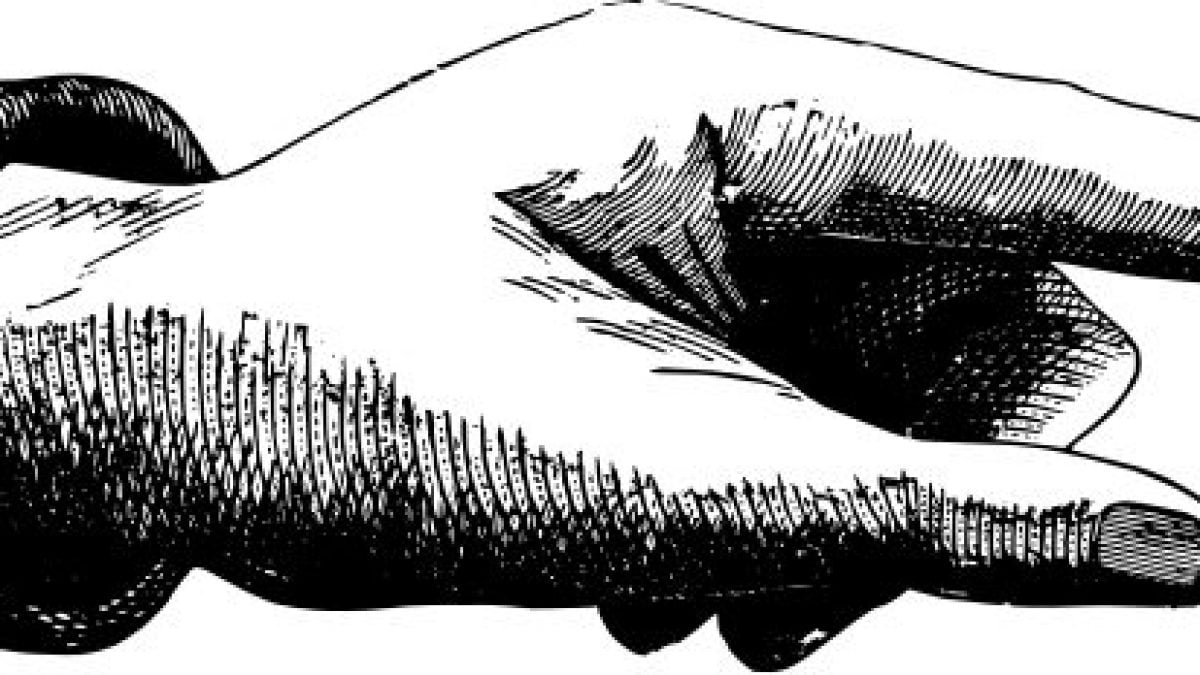 manicula